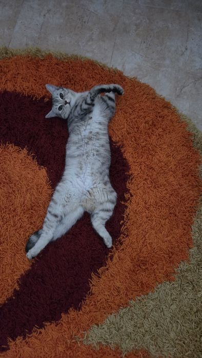 Продам кошку девочку