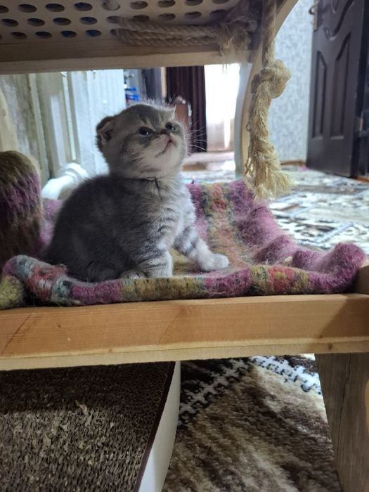 Продаются котята