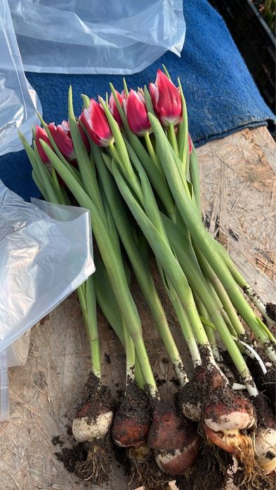 Продам букеты тюльпанов на 14 февраля