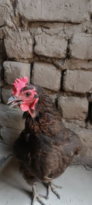 3ta qora Hashaki makyonlar sotiladi tuxumda