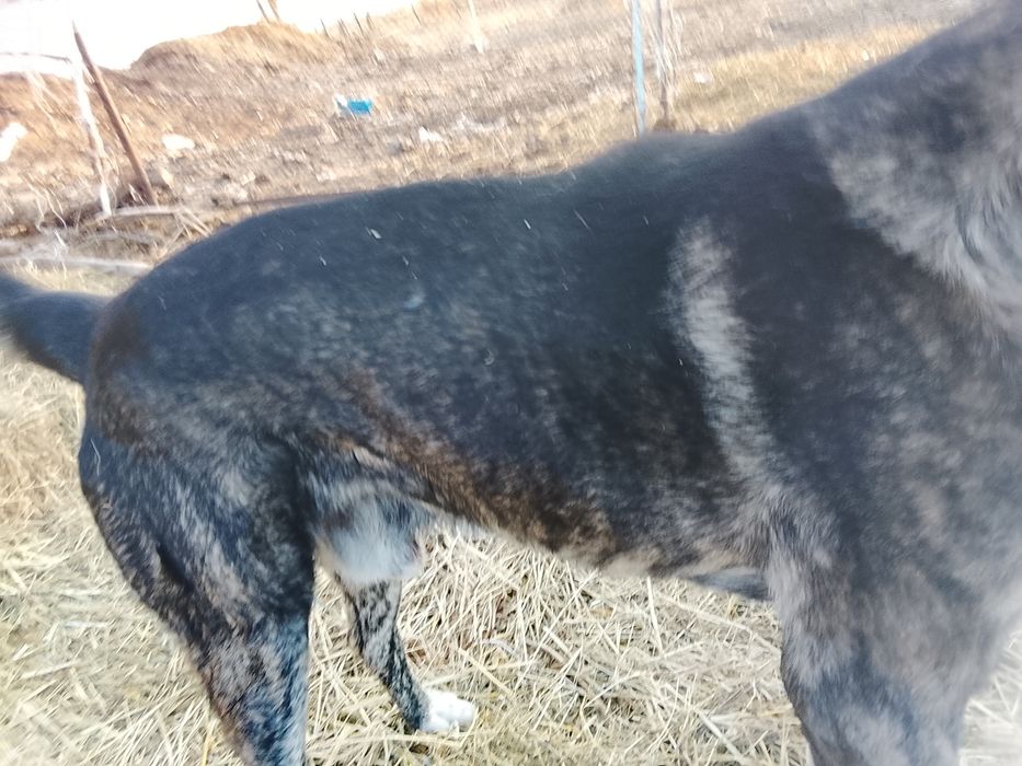 Кангал 1год кангал