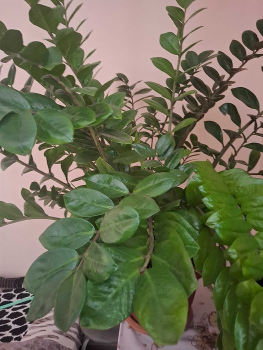 Продам Замиокулькос