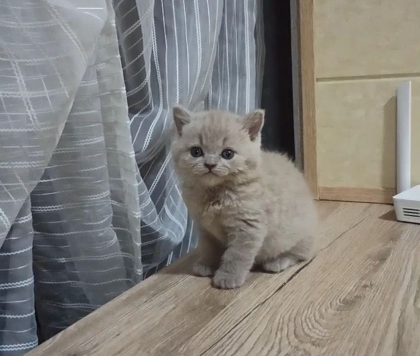 Продаются Шотландские котодетки