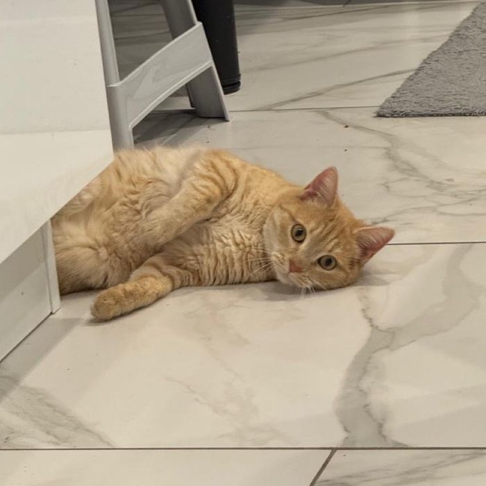 Ищем новый дом для нашей Моси,она очень умная , ласковая