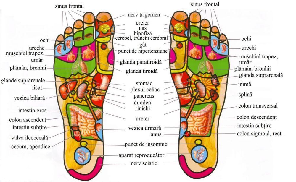 Kinetoterapie, reflexoterapie, masaj si ventuze (cupping therapy)