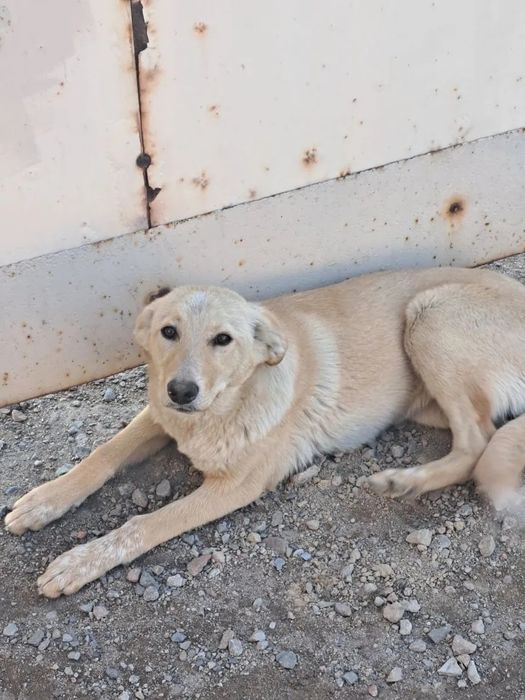 Щенок ищет друга