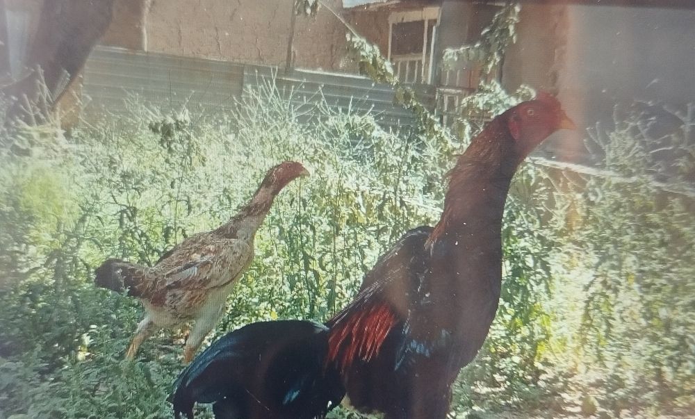 Dakan Xoʻroz.   tovuq. Sotiladi.