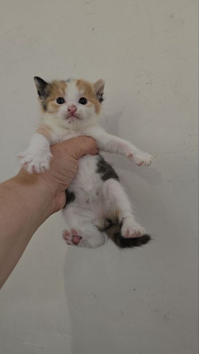 Britanski mushukchalar