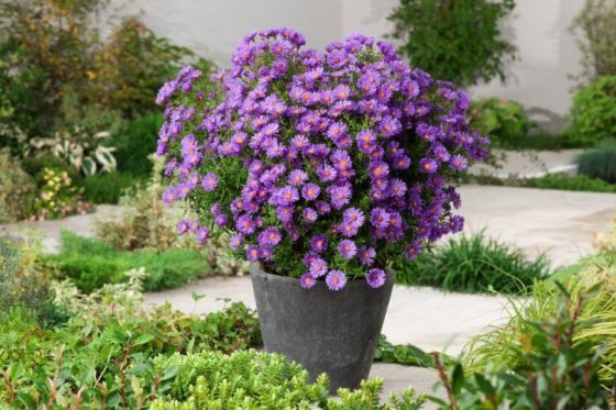 Астра -цвят бледо лилав