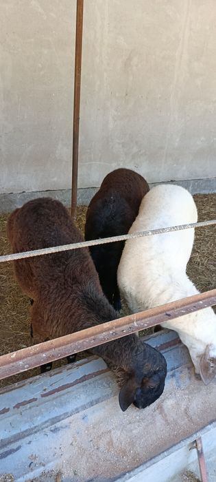 Курбонлик учун кучкорлар