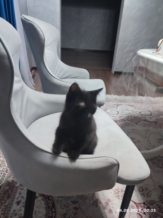 Котёнка в добрые руки