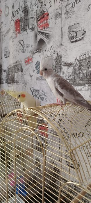 Продаю попугаев 2