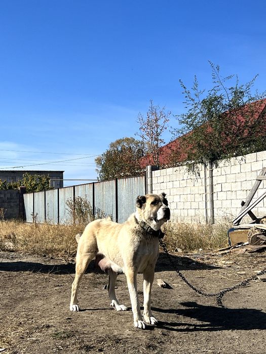Шенки алабая 1 месиц