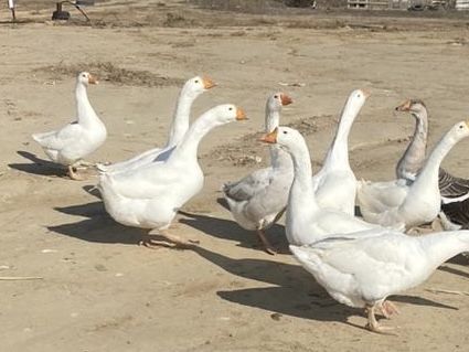 Гусак, продам, годовалый