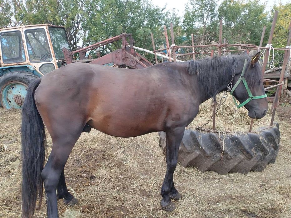 Продам   жеребца