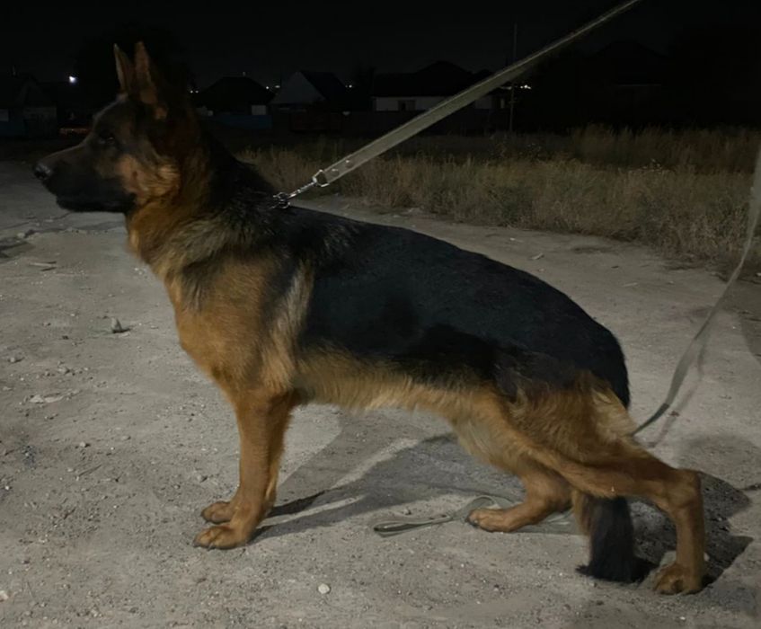 Вязка немецкая овчарка