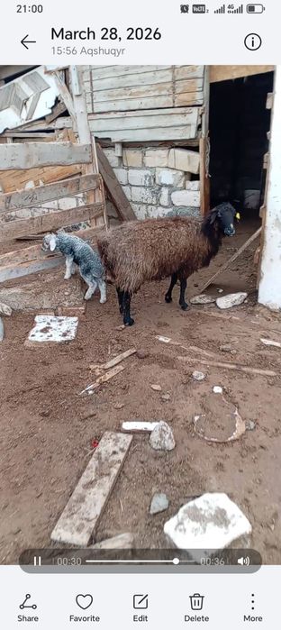 Қозылы қой сатылады