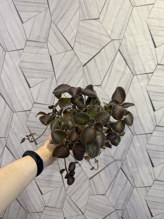 Продам Комнатные цветы