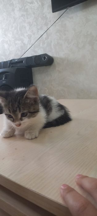 Котята котенок домашние