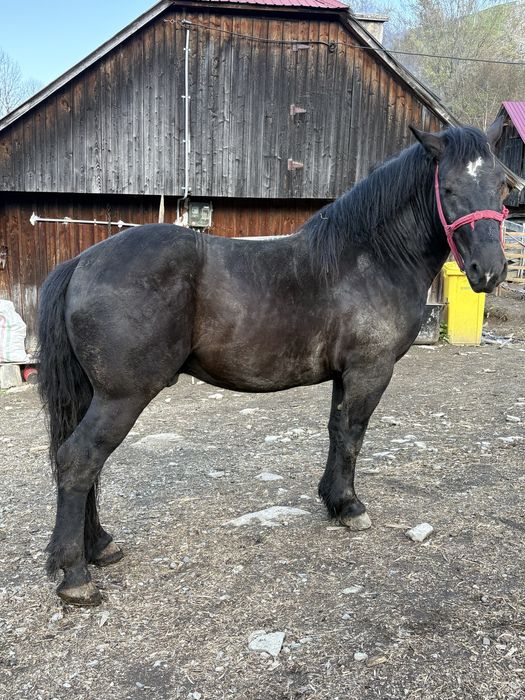 De vanzare cal de 2,9 ani!