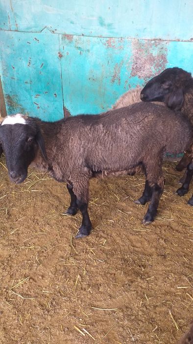 Еркек токты атылады