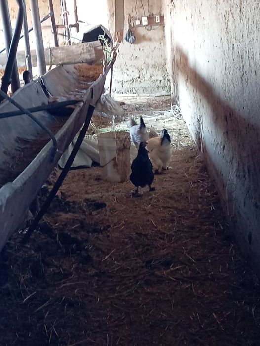 Тауық бар  тұқым 100% туып тұр