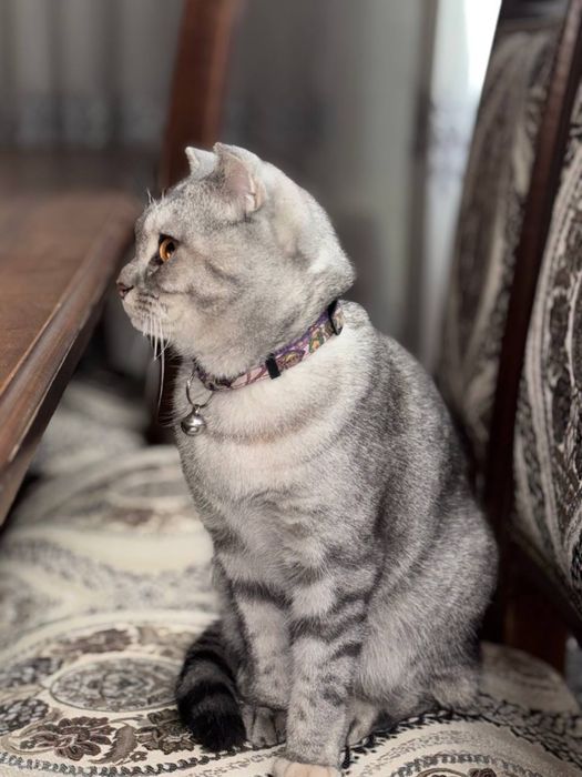 Mushuk sotiladi britanskiy