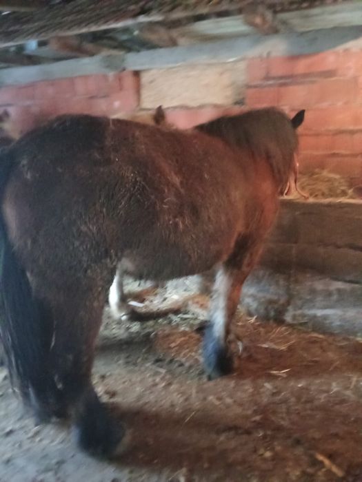 Vand 2 manze una este ardeneza murga este ardeneza un an si sapte luni