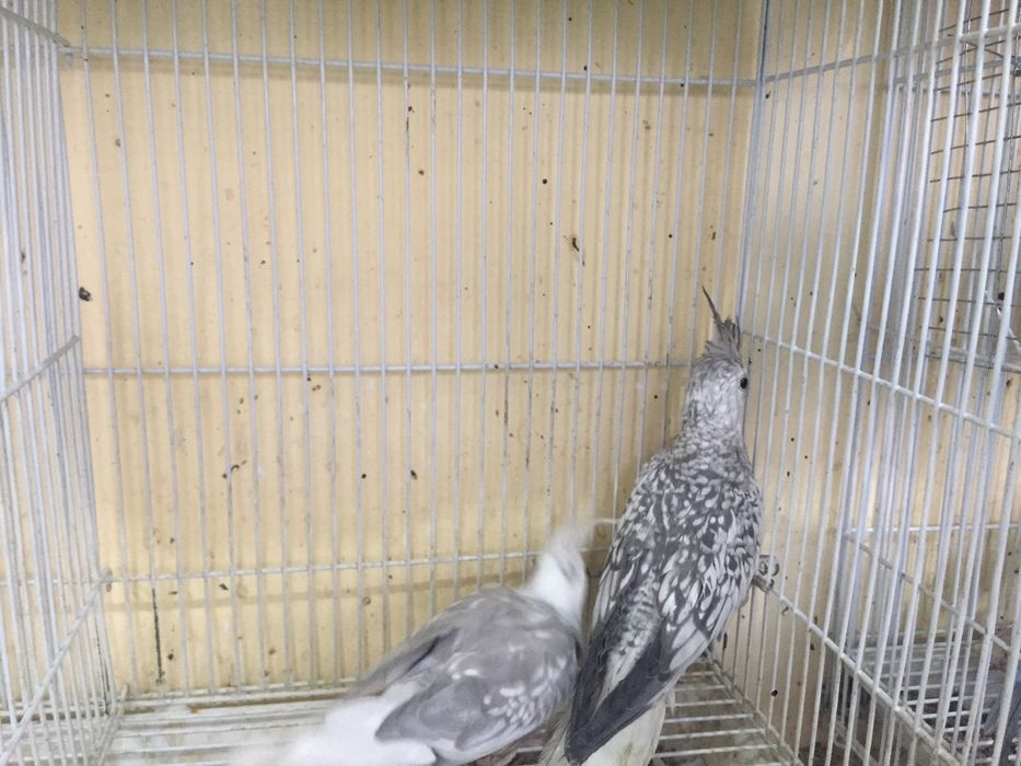 Каркла ручной ва паралар