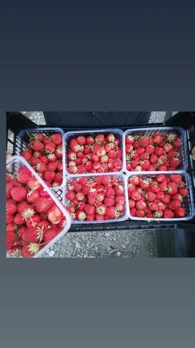 Продам домашнюю клубнику