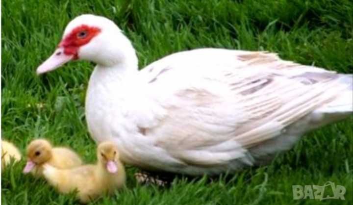 Два чифта неми мускусни патици