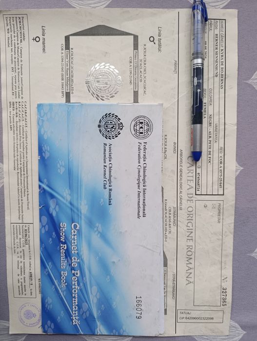 Femela Ciobanesc de Berna