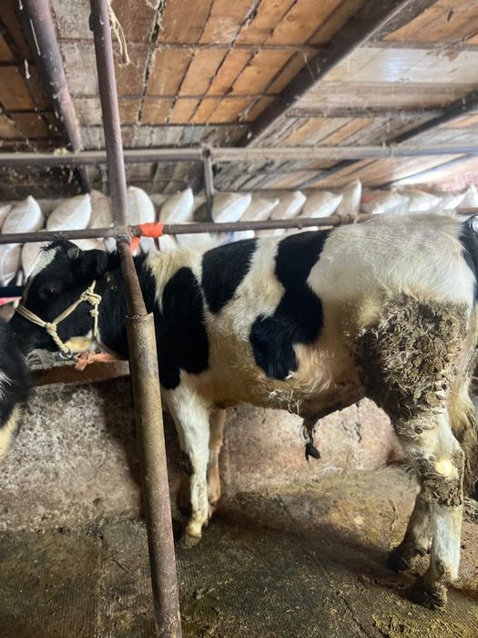 Продам бычки чернопестрая голштин