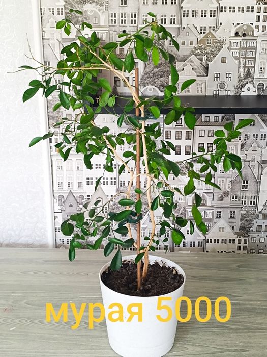 Продам цветы разные