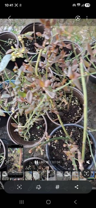 Саженцы голубики