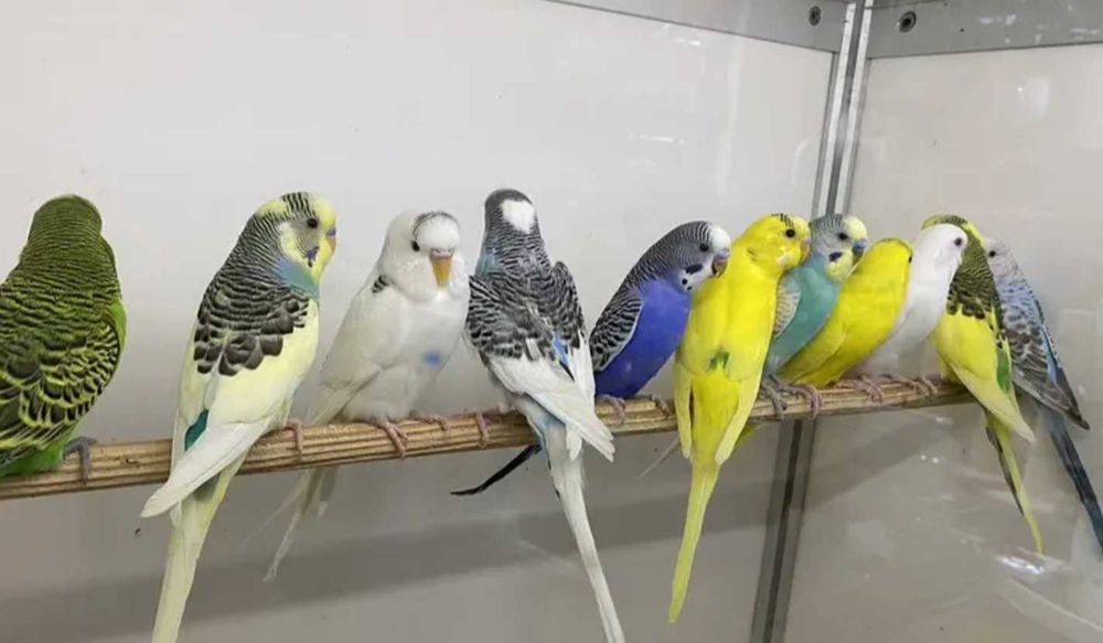 Попугайчики волнистые