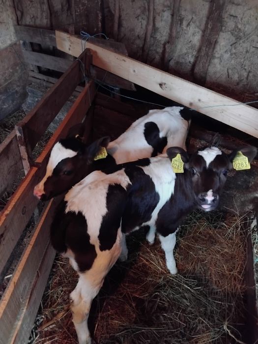 Vitei sugari de vanzare