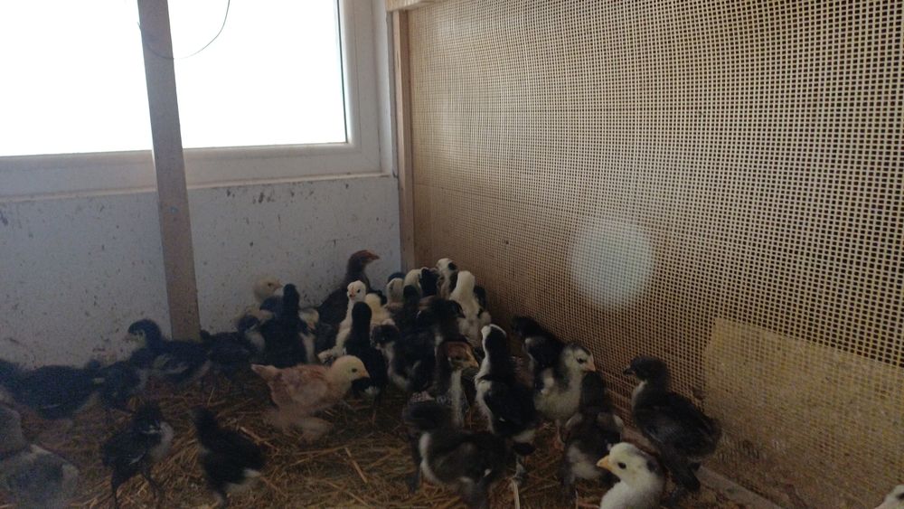 Puișori de casă de 3 săptămâni