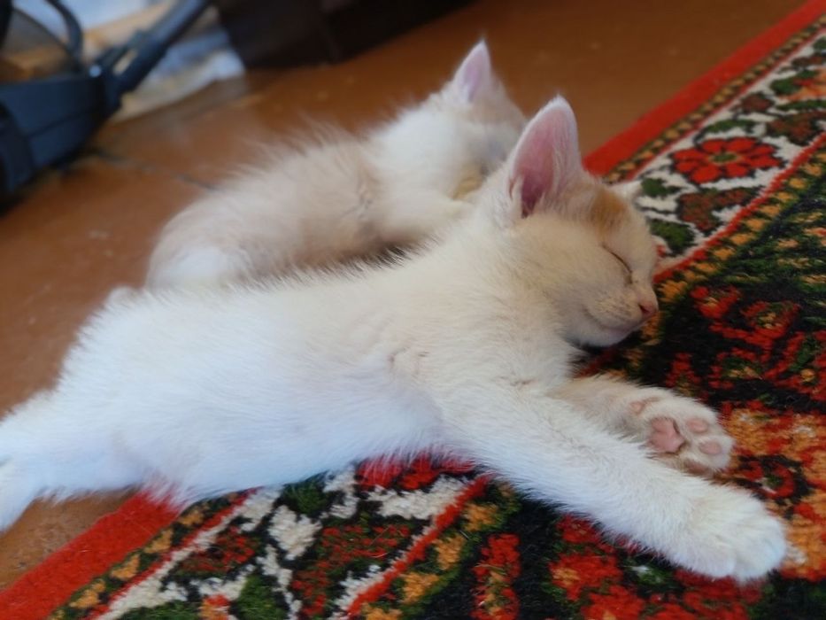Длинношерстные котята