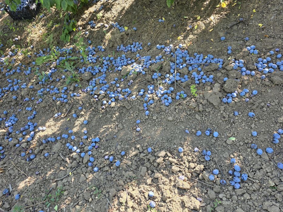 Prune pentru țuică/rachiu/pălincă