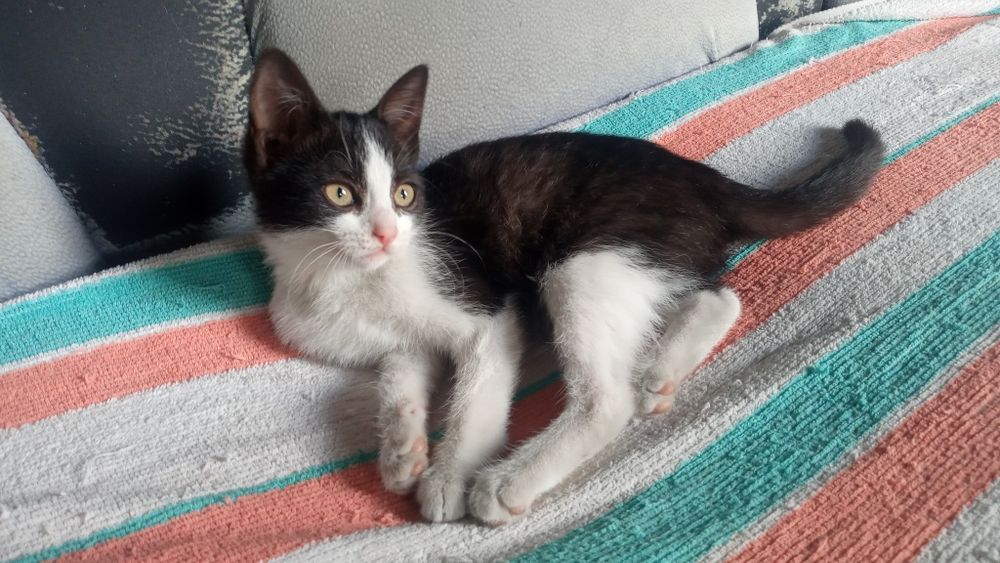 Милая  кошечка нуждается в доме