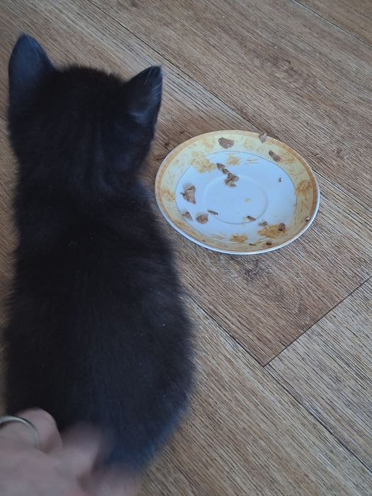 Котенок ищет семью