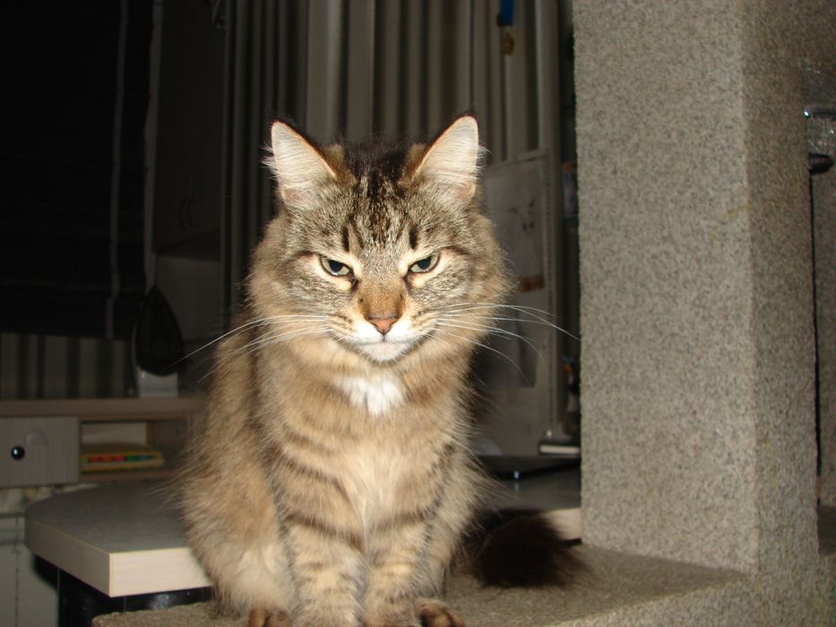 Ищу семью для кошки