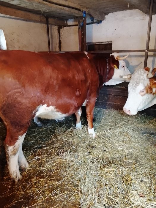 Vând junincă de 2 ani și 4 luni