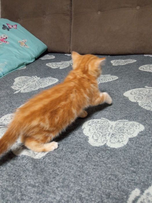 Продам британскую кошечку