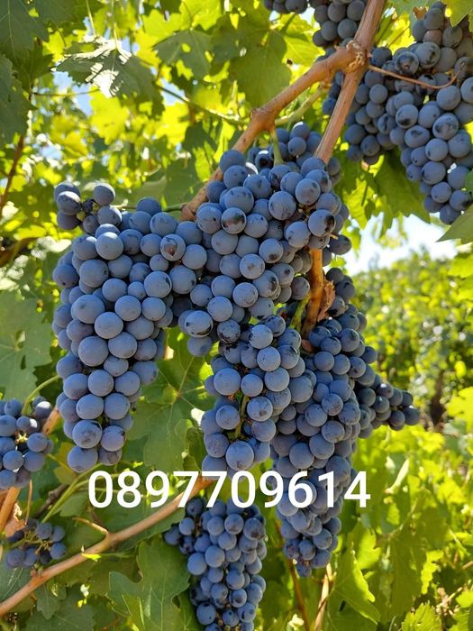 Продавам грозде за вино и ракия