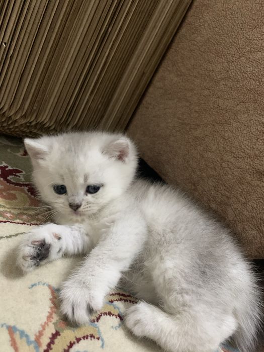 Вязка британского кота золотой шиншилы