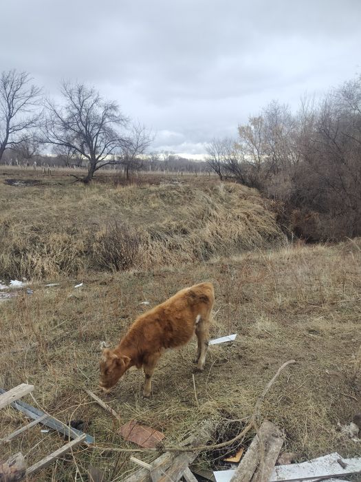 Еки 1 жас бызаулар