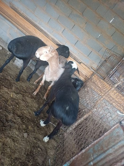 Қой-ешкі, теке, лақ сатылады