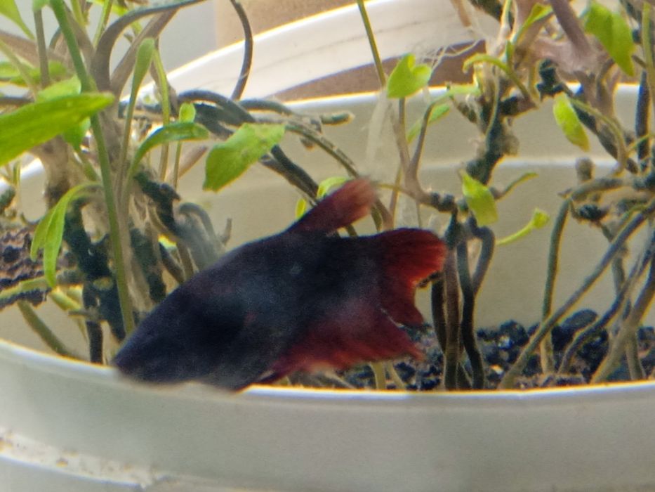 Продается аквариумная рыбка петушок.